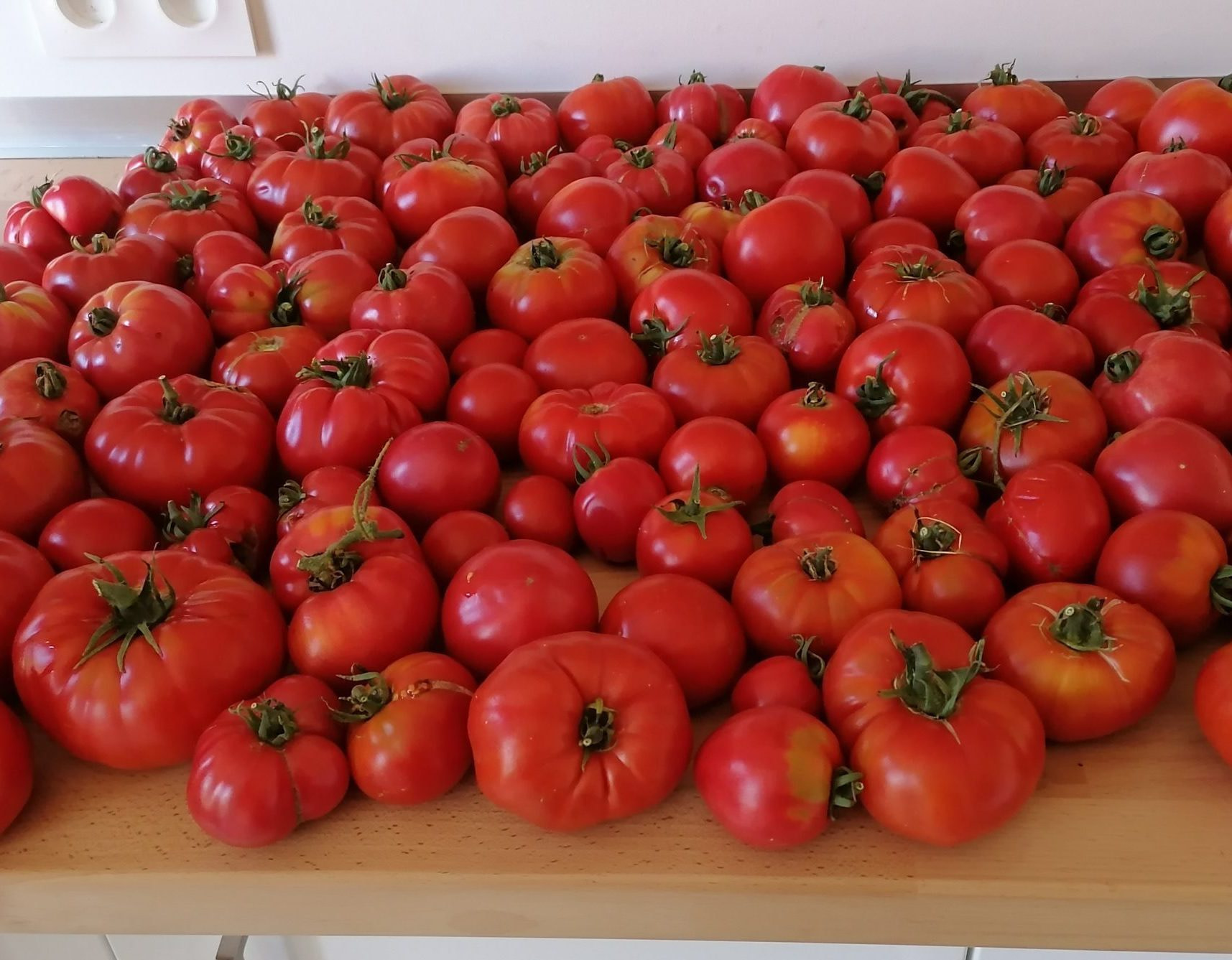 Recolte de tomate du potager de 2020